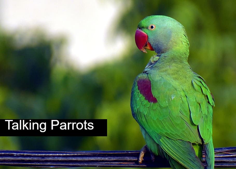Talking-Parrot,-is-it-True?
