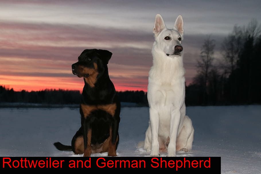 Rottweiler-and-German-Shepherd,-Which-one-is-Best?