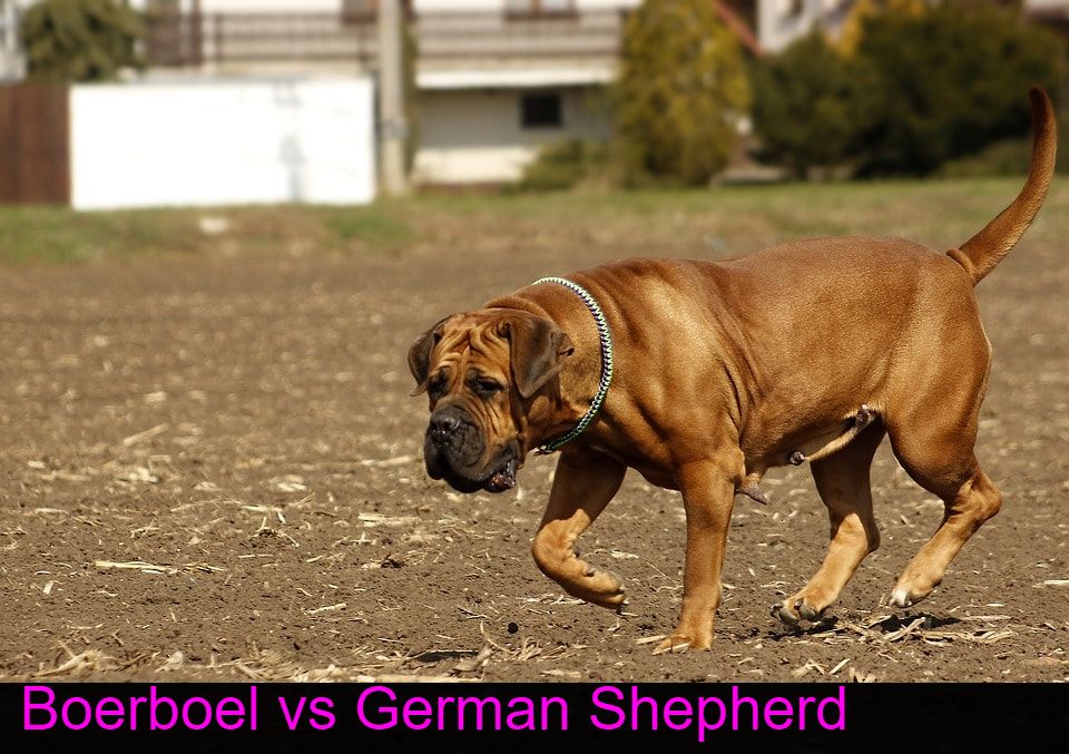 Boerboel-vs-German Shepherd,-All-you-need-to-Know