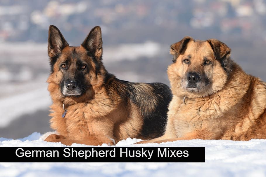 German-Shepherd-Husky-Mixes,-Things-You-Don't-Know